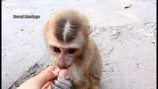 Poor abandon baby Axel look very sad miss owner so much when i feeding him like this|BM2306