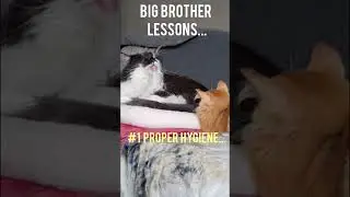 LESSON #1 for Kiwi the Kitten 🥝🧡 #cuteanimals #cutevideo #cuteshorts #kitty #teaching #socute #teach