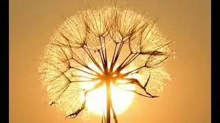 Relaxing Dandelion #2