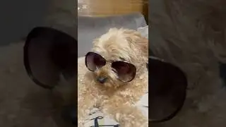 Confession 😀🤣#funny#dog#comedy #trending #viralvideo #shorts