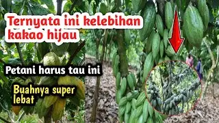 JENIS KAKAO HIJAU  PALING BAGUS !! PETANI HARUS TAU INI SEMUA