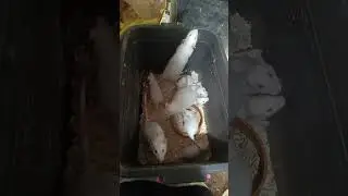 Fancy Rat Feeder Colony 2026 | Healthy Breeding & Growth Update