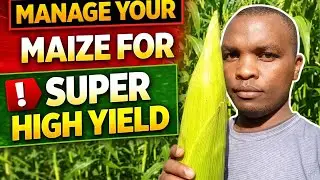 Modern Maize farming techniques