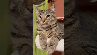 Super Cute Cat Antics Compilation 😺 Funny, Adorable & Heartwarming Cat Clips #catsofyoutube