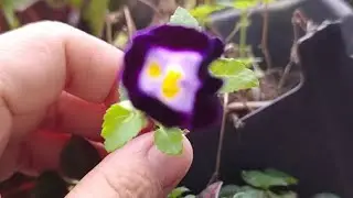 💥TORENIA WISHBONE FLOWER (BLUEWINGS) A BEAUTIFUL TINY FLOWER💥