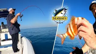 slow jigging (blue runner,grouper,lizard fish,red banded sea bream),catch & release, dolphin visit.