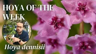 the flower of Hoya dennisii will knock your socks off! | Hoya of the Week