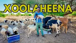 #VLOG Magaalada ilaaa Xerada Xoolaha - Duleedka Magaalada Gaalkacyo.