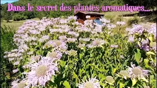 Petites feuilles - ferme tisani&egrave;re