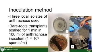 2-Year Summary Evaluating Host Resistance to Anthracnose in 105 Cultivars