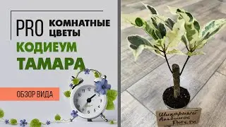 Кодиеум Тамара - редкий сорт с белыми листьями | Лайфхаки по уходу за кодиеумом