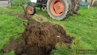 11112024 : le prunier transform&eacute; en liti&egrave;re pour les moutons. Le 1494 a l'arrachage de la souche