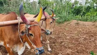 Bullock ploughing video | BullockCart reckala racing video | cow videos | Bullock for sale | Bullock