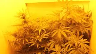 BIOBIZZ FOR AUTOFLOWERS!