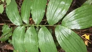 Money making plants video: Solomons seal