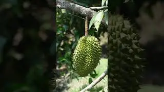 How durian grows in a tropical natural environment in Vietnam