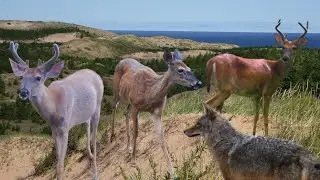 Pictured Rocks National Lakeshore Trail Camera Pick-Up | Bushnell Trophy Cam