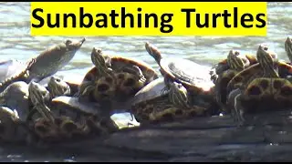 A Bale of Turtles Sunbathing  #turtles