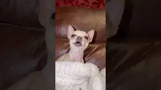OUR DOG CAN SING? 😂😨