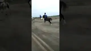 Horse Race  White koyal win.... 😉