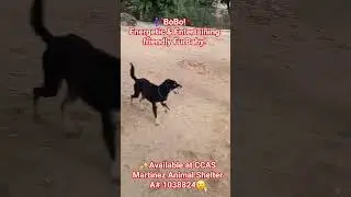 BoBo available to find Furever Home!A#1038824 at CCAS Martinez Cali