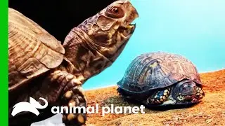 Shy Box Turtle Meets Toddlers And Comes Out Of Her Shell | The Aquarium