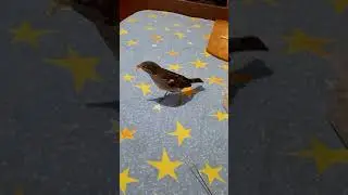 Наш Воробей Мики