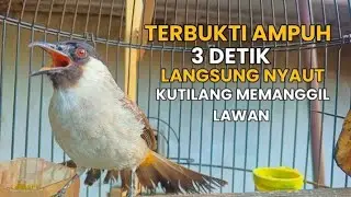 kutilang gacor TARUNG buat pancingan kutilang agar bunyi jadikan burung kutilang gacor