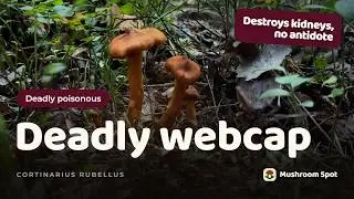 The Most Dangerous Mushroom? Identify Deadly Webcap