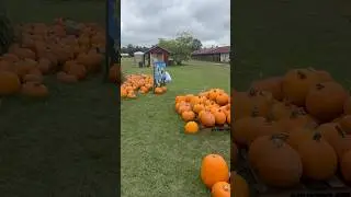 Family farm activity near Jacksonville #toddlers #shorts #cornmaze #fall #thingstodoflorida