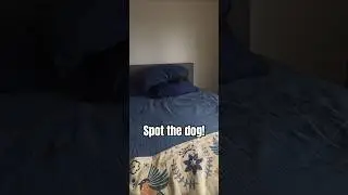 Spot the dog! #dog #labrador #puppy #funny #blacklab #happy #cute #shorts #fyp #cutedog #90s #dogvid