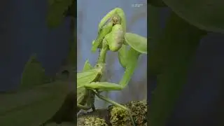5 Animals with Unique Courtship Gifts