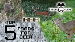 BEST FOOD SOURCES | Top 5 Foods for your BEST Deer Hunt!