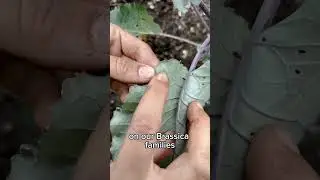 How to Identify Cabbage Moth Caterpillar