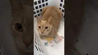 Laundering loaf 👚🍞#catloaf #cats #cutecats #funnycats #pets #laundry