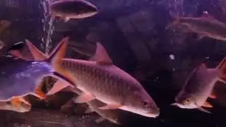 Kelah Sg. Pahang - De-Aquaria Durian Hijau