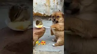 cute dog and squirrel friendship #shorts