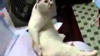 Crazy Cats Compilation