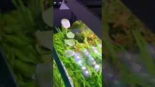 ПРО последний листочек