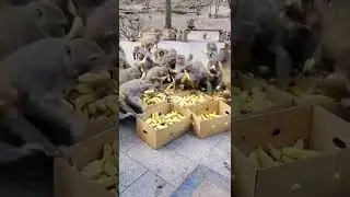 AFFEN MIT BANANEN 😱😱😱#lustigetiere #s&uuml;&szlig;etiere #zucker #funny #video #funnyvideo #affe #banana