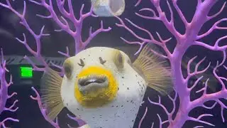 THE POSING PUFFERFISH AND MORE NEW ARRIVALS | WEEKEND UPDATE #pufferfish #mudskipper #vampire #lfs