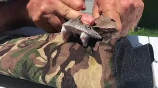 West African Gaboon adder bite