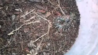 Florida Blue Centipede vs Garden Centipede