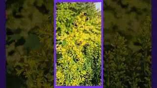 Pollinator Paradise!