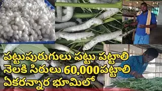 S FARMS పట్టుపురుగులు పెంపకం || ప్రకృతివ్యవసాయం మల్బరీసాగు || sericulture silkworms  cultivation