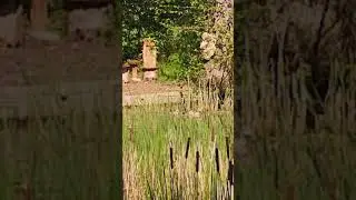 The Eypitian Geese at Acorn Glade have a family