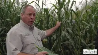 BMR Corn Cover Crop | Test Plot Summer 2016