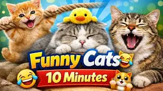 Funny Cats Compilation 😹 | Cute Cats Video 10 Minutes #FunnyCats#CuteCats