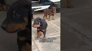 Top quality Doberman puppies for sale in pune mumbai ✨️🔥#doberman #pets #shorts