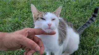 It's hard not to admire the sweetness of this cute cat.